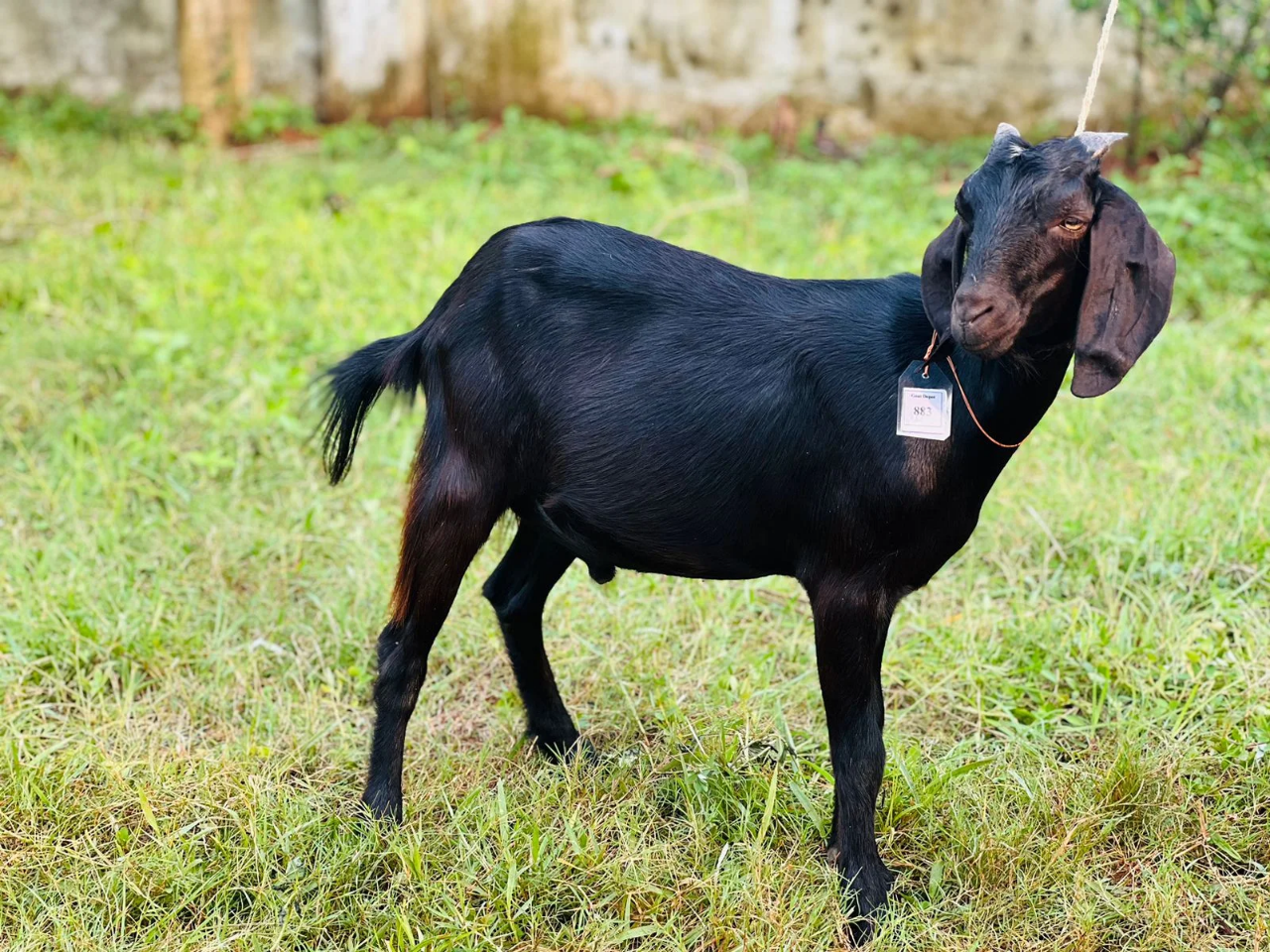 দেশী  ছাগল (19.4KG)  